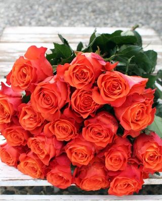 Orange Roses