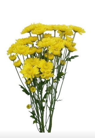 Yellow Chrysanthemum