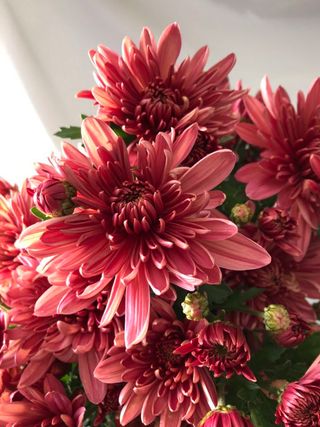 Maroon Chrysanthemum