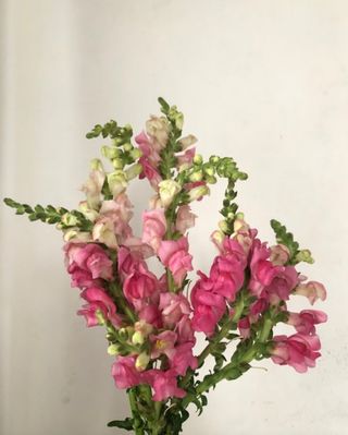 Snap Dragon