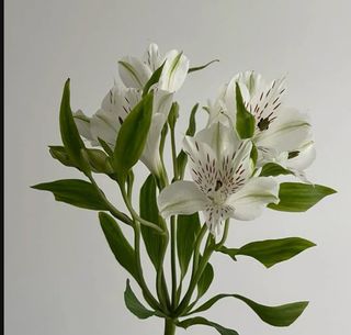 Export Astromeria Purple