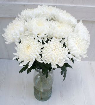 White Chrysanthemum