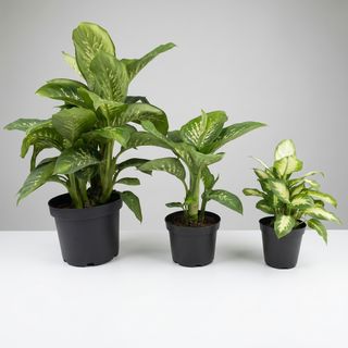 Indoor Decorative Green Plant
