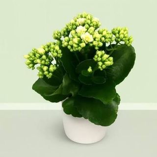 Kalanchoe