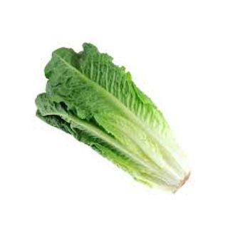 Lattuga