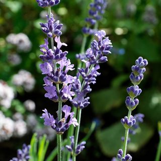 Lavanda