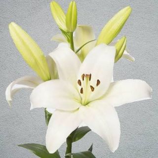 Liliun normale singolo
