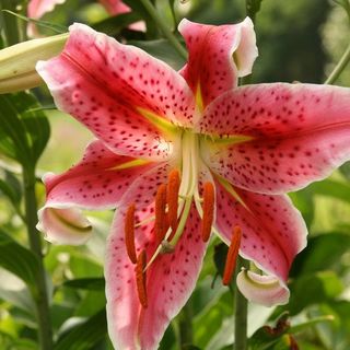 Lilium orientale singolo