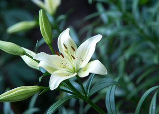 Liliun normale singolo