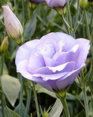 Lisianthus