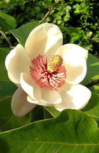Magnolia