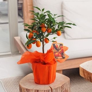 Mandarinetto cinese kunquat