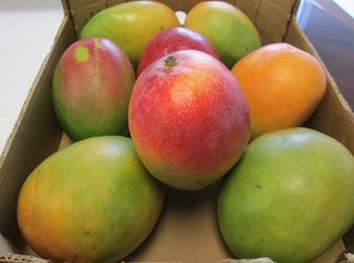 Mango 1 pezzo