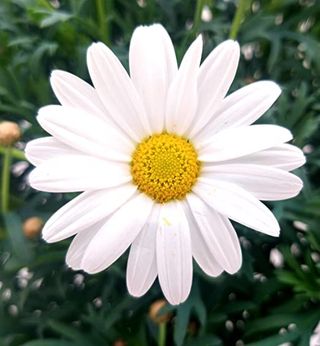 Margherite bianche