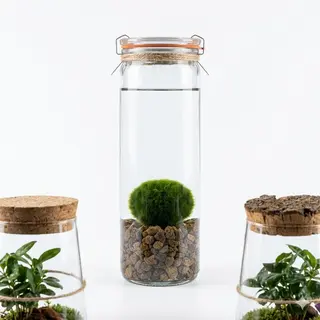 Marimo