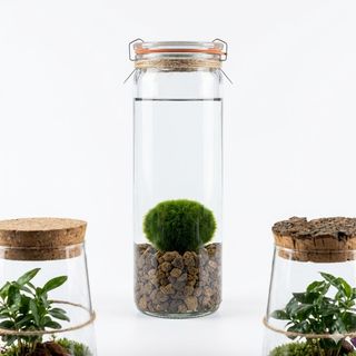 Marimo
