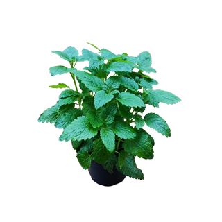 Mint Plant