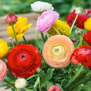 Mix di ranucoli colorati