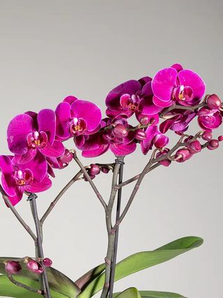 Orchidea fucsia