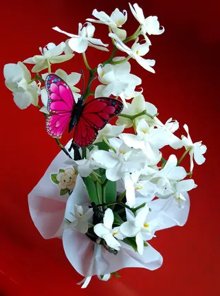Orchidea Mignon