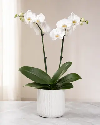 Orchidea Phalaenopsis a 2 rami bianco compreso coprivaso di ceramica