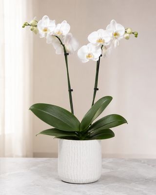 Orchidea Phalaenopsis a 2 rami bianco compreso coprivaso di ceramica