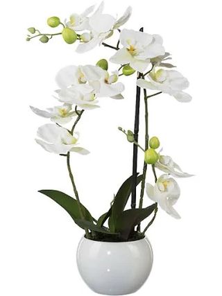 Orchidea phalaenopsis in vaso