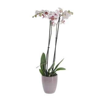 Orchidea bicolore