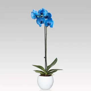 Orchidea blu
