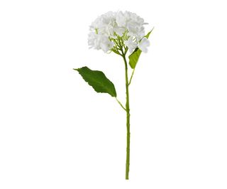 Ortensia bianca singola