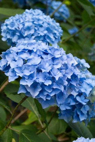 Ortensia blu