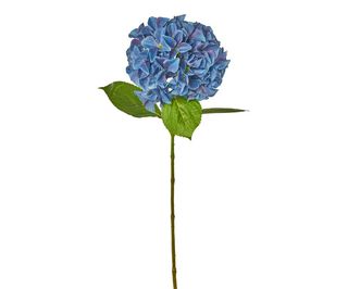 Ortensia blu singola