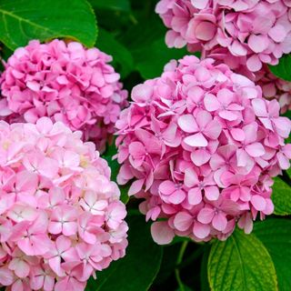 Ortensia rosa