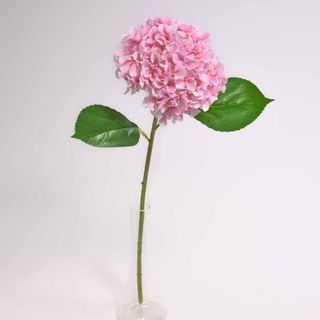 Ortensia rosa singola
