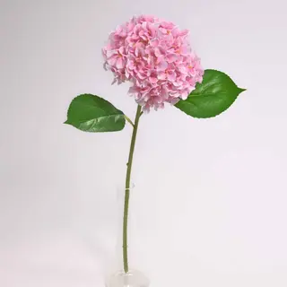 Ortensia rosa singola