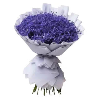 Purple Baby’s Breath