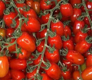 Pomodorini datterini 1 kg