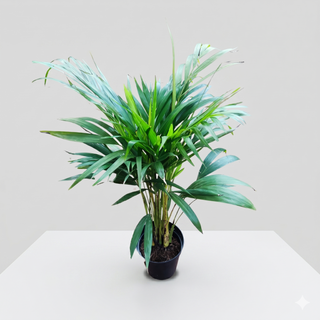 Palm