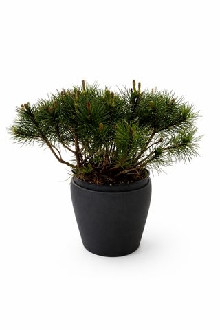 Patuljasti bor u ukrasnoj posudi 