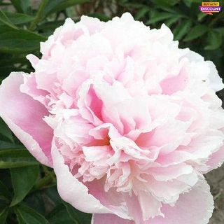 Peonia