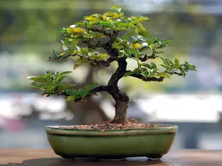 Pianta bonsai piccolo