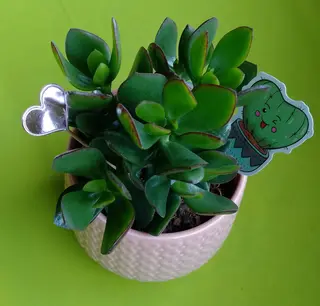 Pianta grassa portavaso ceramica
