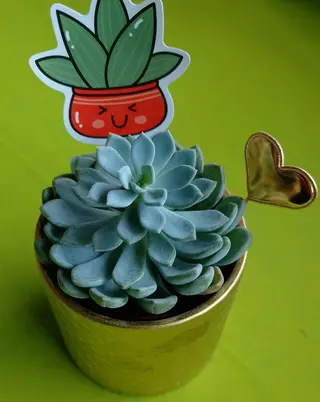 Pianta grassa vaso gold