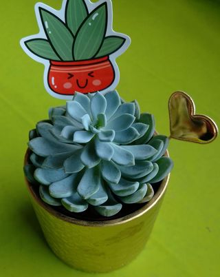 Pianta grassa vaso gold