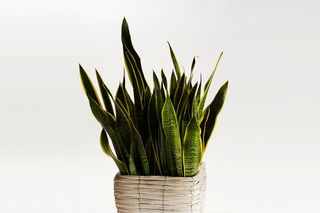 Pianta di sansevieria con cestino