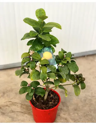 Pianta limoni