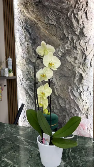 Pianta orchidea