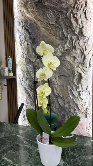 Pianta orchidea