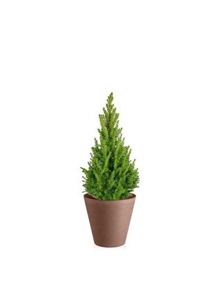 Pino verde