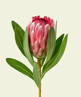Protea
